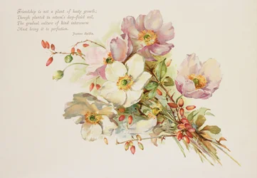 Friendship, Victorian, Book Illustration of Flowers